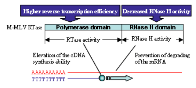 Point mutation in M-MLV RTase